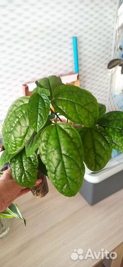 Клеродендрум, пеларгонии