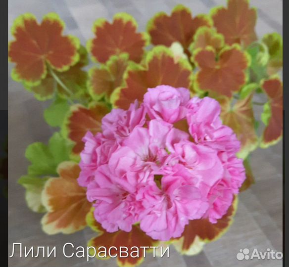 Пеларгония