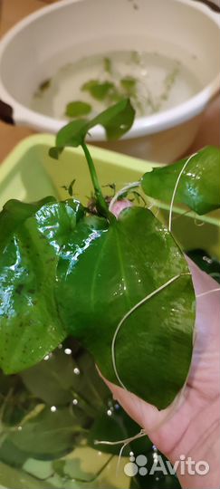 Аквариумные растения прополка