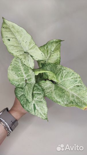 Сингониум фриклес