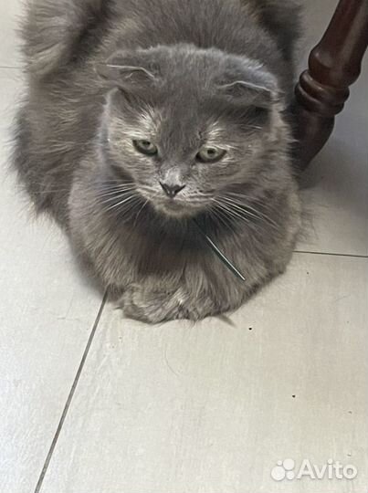 Котята от вислоухой кошки