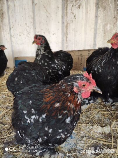 Декоративные куры