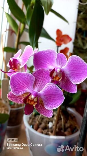 Орхидеи. Фаленопсис, ваниль, дендробиум