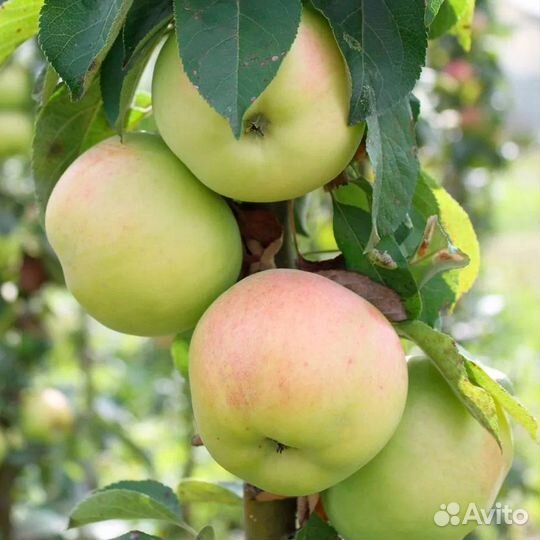 Яблоня колоновидная саженец
