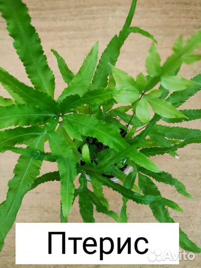 Аглаонемы и папоротники