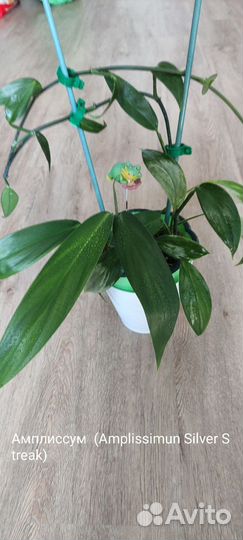 Сциндапсус (Эпипремнум) Укоренённые и на срез