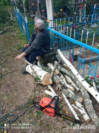 Спил деревьев