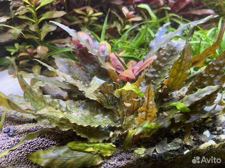 Криптокорина растение для аквариума