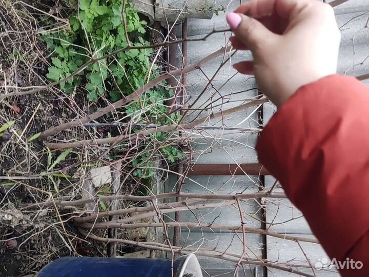 Саженцы унаби