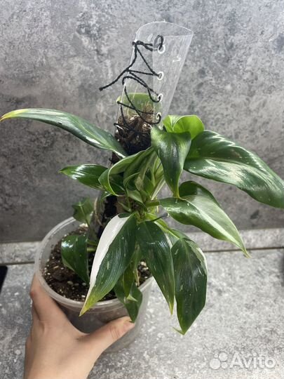 Филодендроны