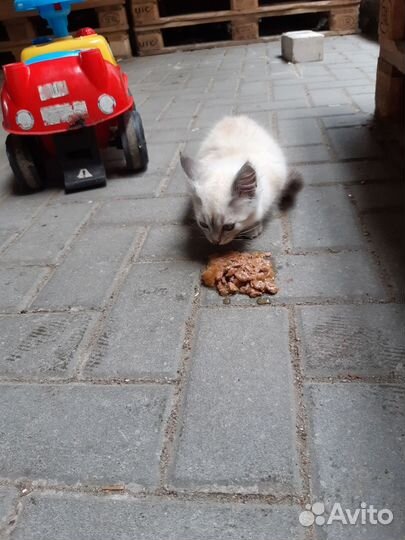 Кошка / котенок ищет дом