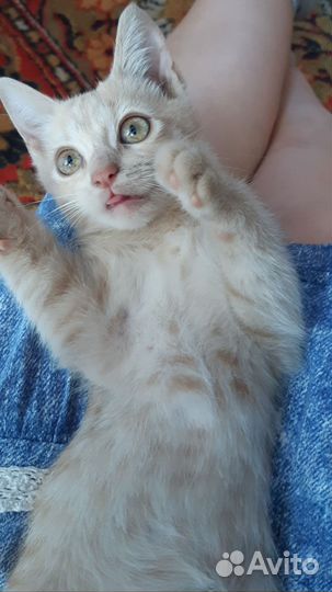Котёнок в добрые руки