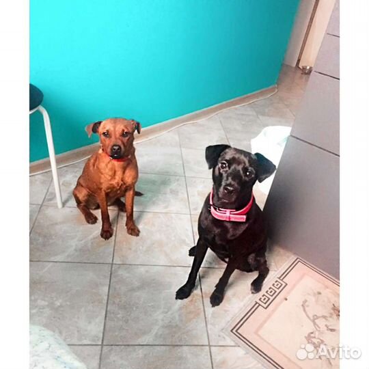 Передержка небольших собак и кошек