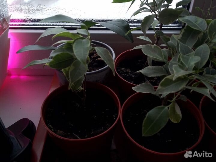 Фикус бенджамина пестролистный