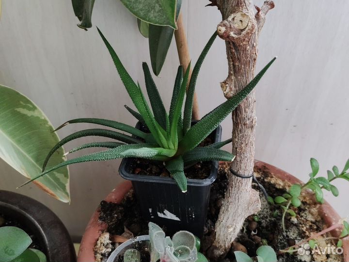 Сансевиерия хани, хавортия