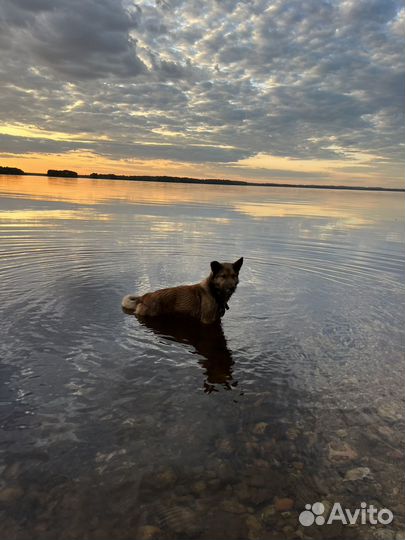 Помесь дворняжки и овчарки