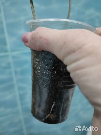 Клеродендрум томпсон