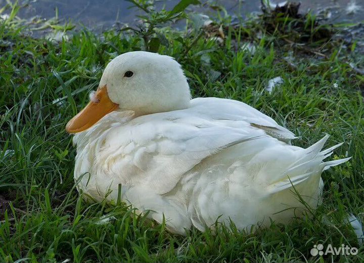 Утки на мясо