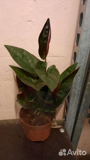 Дендробиум фаленопсис