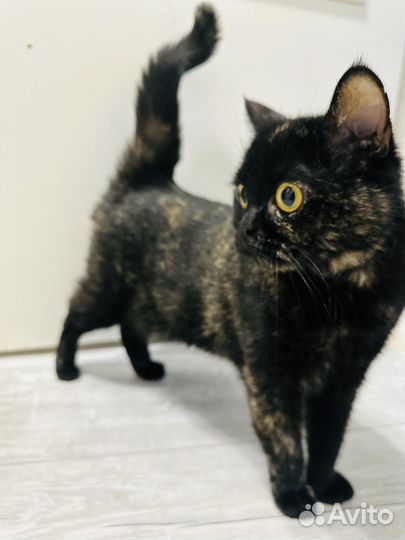 Британская кошечка