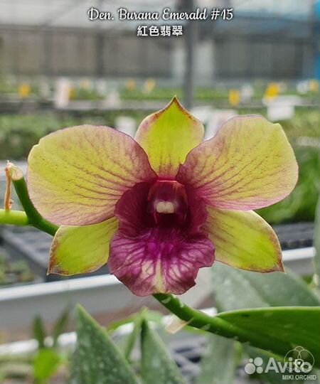 Орхидея Den. Burana Emerald #15