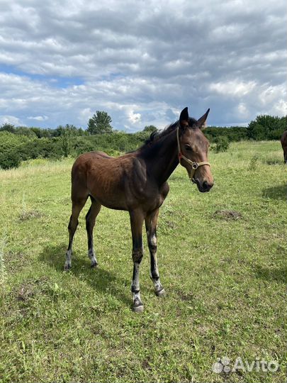Лошадь Жеребчик