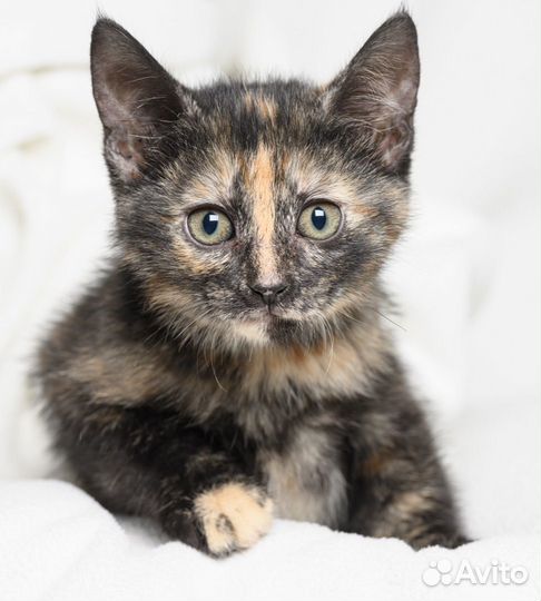 Котята с пестрым окрасом, малыши черепашки в дар