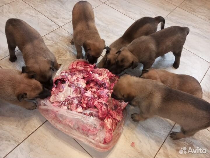 Натуральный корм для животных, говяжий микс-сушка