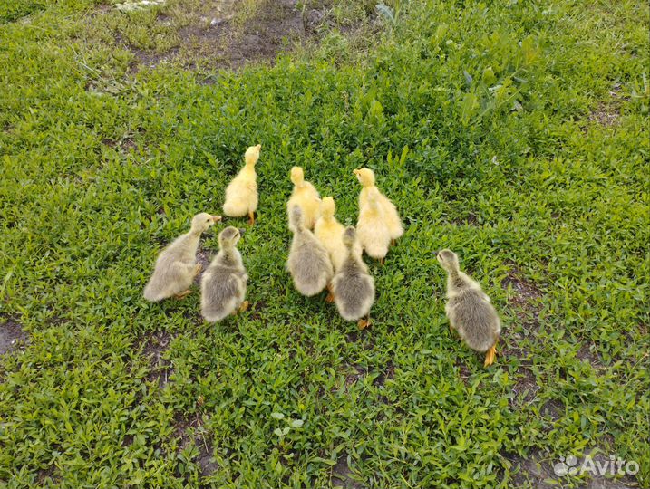 Гусята домашние