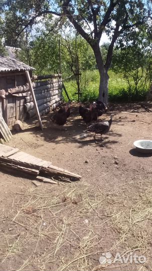 Индюшата домашние