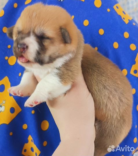 Вельш корги пемброк девочка на апрель