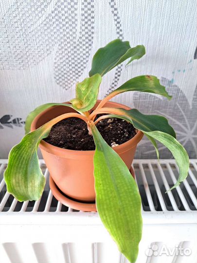 Пеперомия, ктенанта, хлорофитум