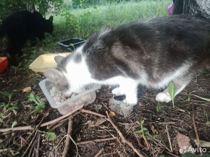 Кошка Алиса