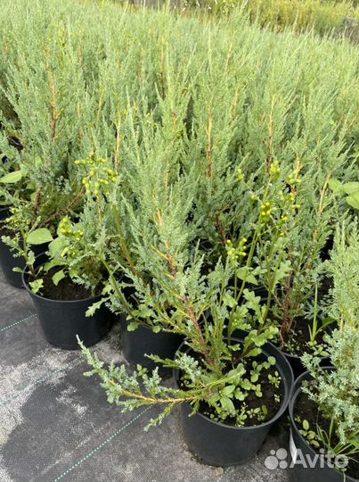 Можжевельник скальный