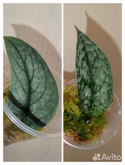 Сциндапсус Green Veine/ Bird wing