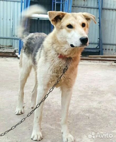 Кобель в добрые руки