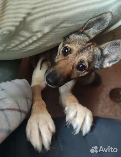 Домашние животные собаки бесплатно