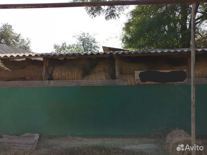 Сено люцерны в тюках