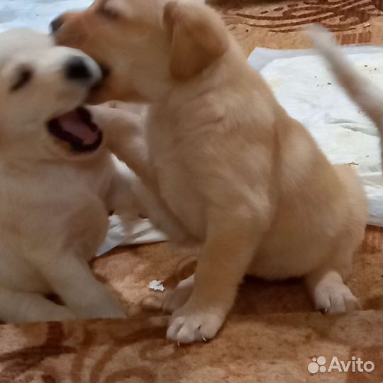 Лабрадор ретривер щенки
