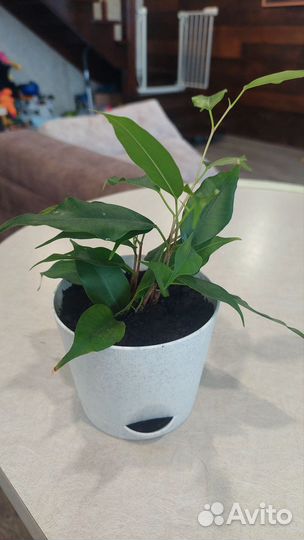 Фикус бенджамина