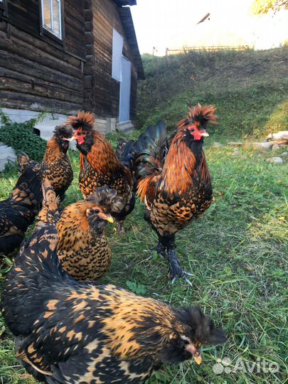 Гусь Тульский и Холмогорский и павловские петушки