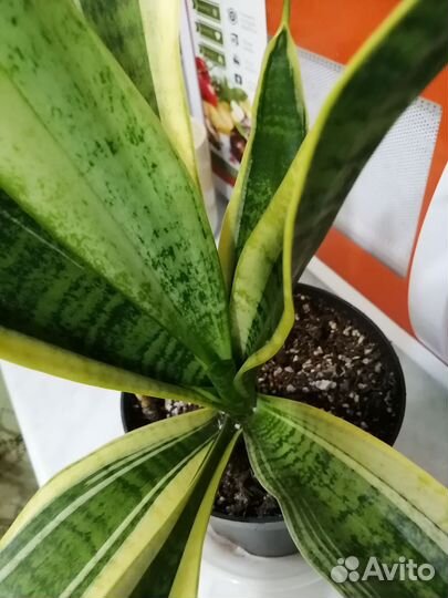 Сансевиерия футура суперба