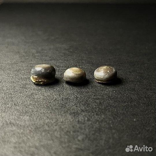 Зубы Pycnodus sp. окаменелость ископаемое