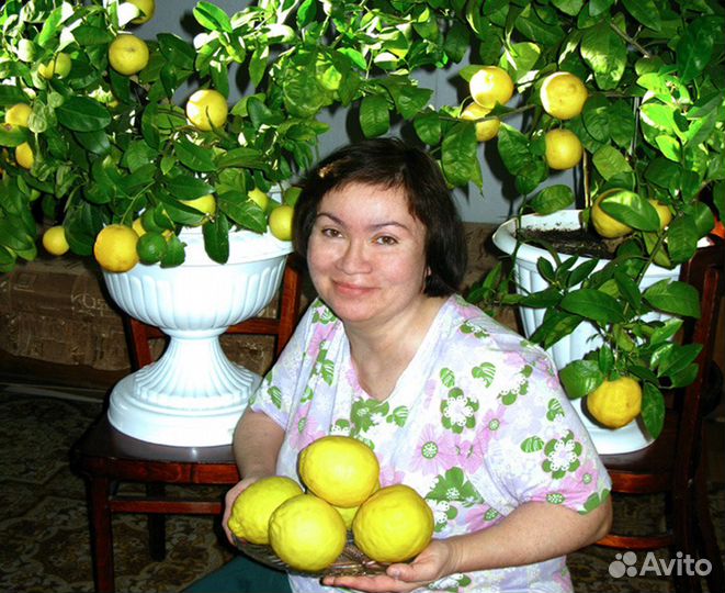 Продам комнатный чудо-лимон