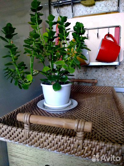 Плетеный поднос