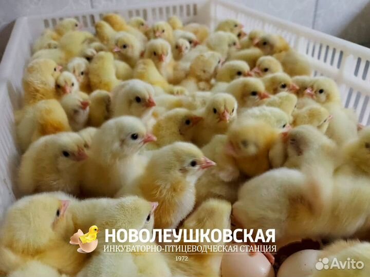 Суточные цыплята кобб 500
