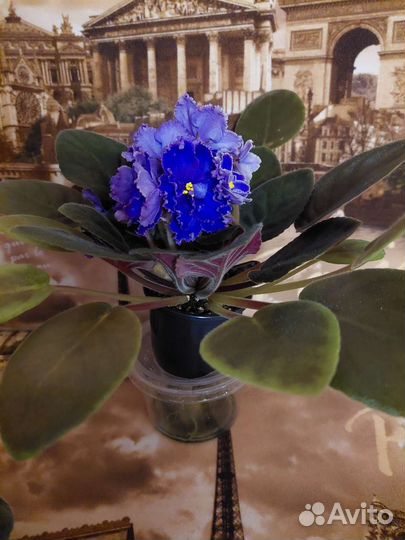 Цветущие фиалки