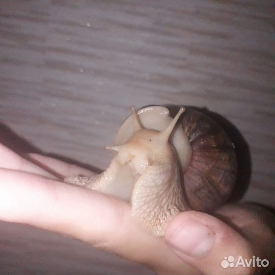 Улитки ахатины бесплатно
