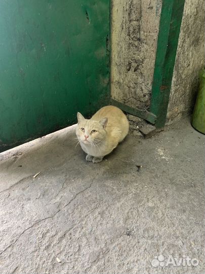 Кот Персик ищет дом