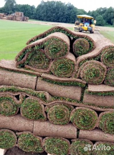 Рулонный газон от производителя